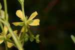 Early St. Johnswort